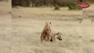 Hyenas Mating in Ol Kinyei Conservancy Maasai Mara [upl. by Pallaten319]