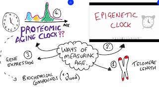 Comparing aging clocks [upl. by Epner159]