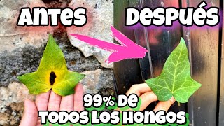 MATA al 99 de LOS HONGOS de TUS PLANTAS con este FUNGICIDA CASERO Huerto urbano y jardín Vinagre [upl. by Danielle]