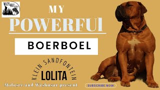 POWERFUL BOERBOEL  Klein Sandfontein Lolita  Washusar and Moloser presents [upl. by Eelram933]