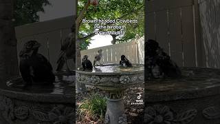 Brownheaded Cowbirds enjoy the birdbath [upl. by Sert]