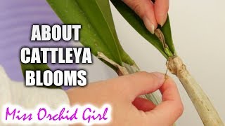 Cattleya Orchid buds sheaths and spikes  small practical guide [upl. by Odrawde988]