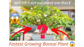 सबसे तेजी से बढ़ने वाला बोनसाई पारस पीपल है  Fastest Growing Bonsai Plant 😱 BONSAIGARDENNURSERY [upl. by Nosneh]