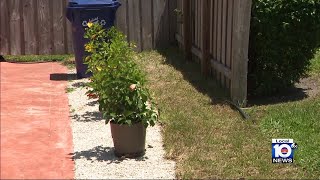 Homeowners face fines lien over potted plants rocks that neighbor doesnt like [upl. by Adnohsed]