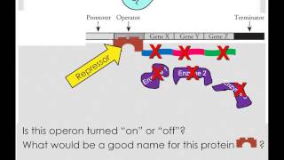 Repressible and Inducible Operons [upl. by Minnnie]