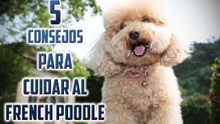 Top 5 Consejos para Cuidar a un Perro French Poodle o Caniche [upl. by Anyel]