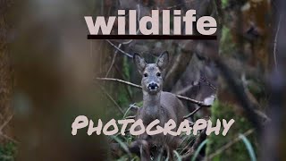 IS the CANON 90D GOOD for WILDLIFE PHOTOGRAPHY Wildlife Vlogs [upl. by Retsel]