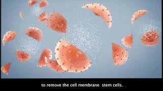 What are MF Stem Cells [upl. by Idissak]