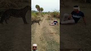 Cheetah attack young boy leopard cheetah tiger wildlife reelsvideo [upl. by Enidualc]