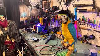 Squawkers Mccaw Parrot Hack Pirate Halloween 2023 [upl. by Aleacin]