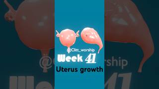 🤰🏽front ampside view animation of the uterus growing during pregnancy pregnancy anatomy [upl. by Oruasi]