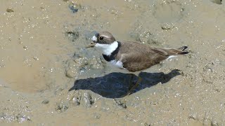 Semipalmated Plover Charadrius semipalmatus in breeding plumage foraging French Guiana [upl. by Sudnac]