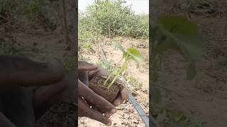 repiquage concombre agriculture nature senegal resilience [upl. by Wooster855]