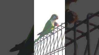 Parakeetmonkeywaterhen in one morning [upl. by Malonis]