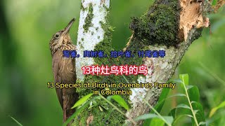 13 Species of birds in Ovenbird Family [upl. by Akira]