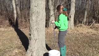 Making Pure Maple Syrup in Your Backyard [upl. by Anne-Marie]