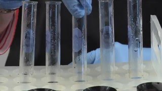 Macromolecule Lab  Sugar and Fats [upl. by Innaig]