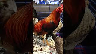 Philip Naguit  Sweater Fowl  Fiestag 2024 [upl. by Laura]