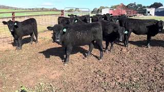 Buronga Pastoral Company weaned Angus heifers [upl. by Angelita]