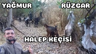 YAĞMUR VE RÜZGARDA HALEP KEÇİSİ [upl. by Rosenkrantz476]