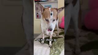 Dil hai chota sa choti si Asha dog doglover cutedog viralvideo dogshorts [upl. by Yor]