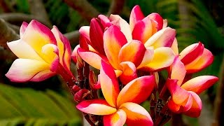 How To Grow Plumeria From Cuttings [upl. by Kannry229]