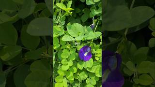 BUNGA TELANG TERNATE Atau Clitoria ternatea ‼ butterfly pea flowers bungatelang clitoriaternatea [upl. by Odine]