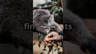 Koalas Fingerprints Natures Crime Scene Twist [upl. by Liris]