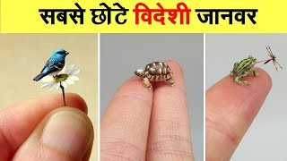 Top 10 Most Smallest Animals In The World [upl. by Silden]