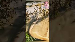 Verry bog fish hunting fishing short video subscribe Green screen youtube Thanks [upl. by Droffilc]