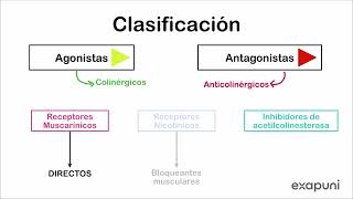 Introducción a farmacología colinérgica y anticolinérgica [upl. by Magill119]