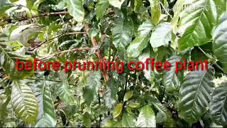 How to care for your coffee plant by pruning [upl. by Rafa972]