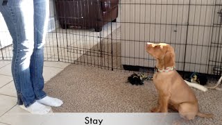 Vizsla puppy Tricks amp Dog training 10 wks old [upl. by Calandria]