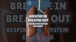 BREATHE In BREATHE Out The Respiratory System 🌬️ [upl. by Assed]