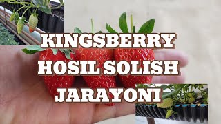 KINGSBERRY QULUPNAY KOCHATLARIMIZ HOSIL SOLISH JARAYONI [upl. by Griggs]