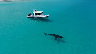 This 15 foot shark swam into waist deep water [upl. by Cynde]