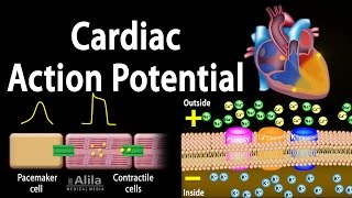 Cardiac Action Potential Animation [upl. by Allit]