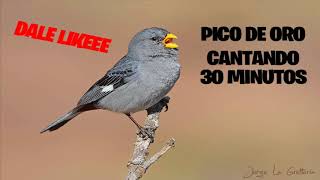 CD De Pico De Oro Cantando [upl. by Niarbo437]