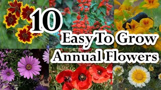 10 Easy To Grow Winter Annual Flowers With Little Maintenance [upl. by Hecht454]