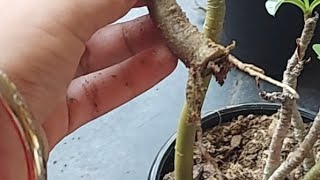 adenium plant की cutting कैसे लगाएcutting growth रिजल्ट ytfeed bonsaidesertrose garden shorts [upl. by Tnias955]