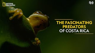 The Fascinating Predators of Costa Rica  Dead by Dawn  National Geographic [upl. by Aihsyak]