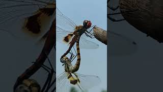 Dragon Fly farming agriculture nature automobile bee experiment beemix Agricos Nikhil Tetu [upl. by Onaled638]