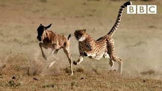 Cheetah chases wildebeest  The Hunt  BBC One [upl. by Yardley]