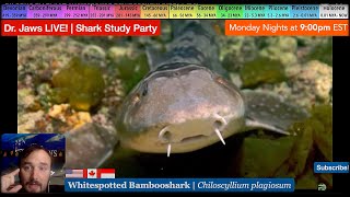 Dr Jaws LIVE 92 Whitespotted Bambooshark Study Party [upl. by Auhsohey66]