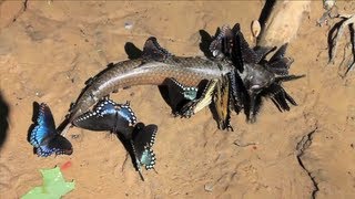 SLOW Motion Butterfly Puddling  Smarter Every Day 80 [upl. by Sitnerp]