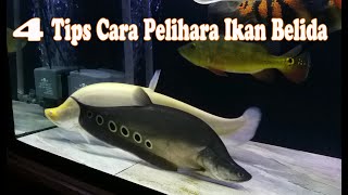 4 TIPS CARA PELIHARA IKAN BELIDA [upl. by Eniarol975]