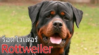 ประวัติ ความเป็นมา สิ่งที่น่าสนใจเกี่ยวกับ ร็อตไวเลอร์ Rottweiler Dog Profile [upl. by Sola]