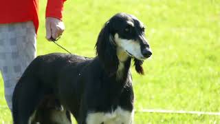 Hundeausstellung Aarau 2022 [upl. by Henka]