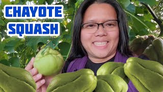 Grow Chayote Squash in Colder Climates  Complete Growing Guide for Chayote Squash [upl. by Llerred]