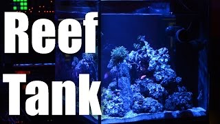 34 Gallon Red Sea Reefer 170 [upl. by Addia]